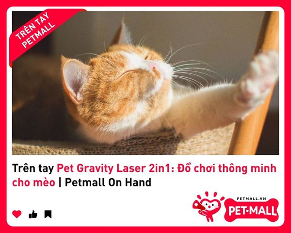 Trên tay Pet Gravity Laser 2in1: Đồ chơi thông minh cho mèo | Petmall On Hand 2