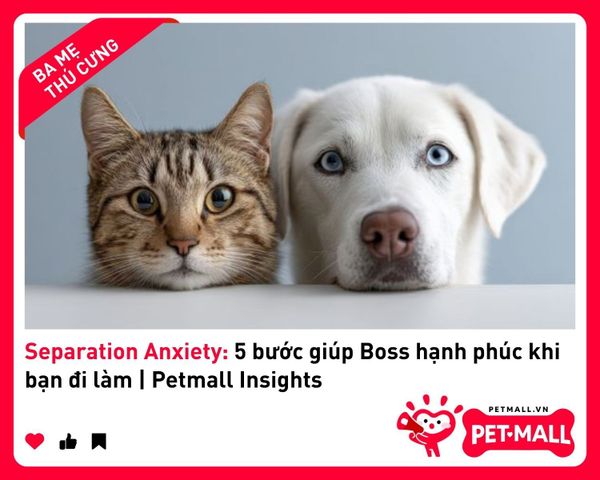 Separation Anxiety: 5 bước giúp Boss hạnh phúc khi bạn đi làm | Petmall Insights 1