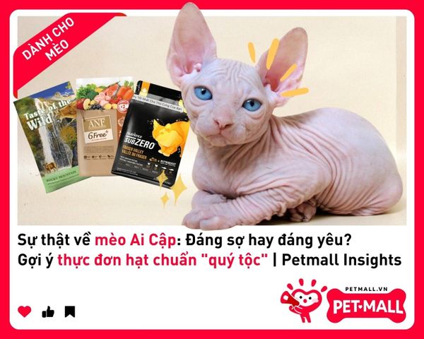 Sự thật về mèo Ai Cập: Đáng sợ hay đáng yêu? Gợi ý thực đơn hạt chuẩn 