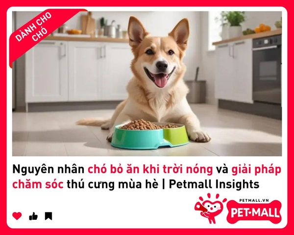 Nguyên nhân chó bỏ ăn khi trời nóng và giải pháp chăm sóc thú cưng mùa hè | Petmall Insights 2
