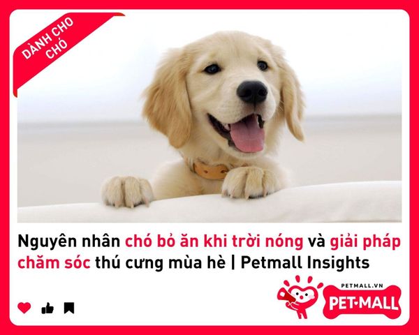 Nguyên nhân chó bỏ ăn khi trời nóng và giải pháp chăm sóc thú cưng mùa hè | Petmall Insights 3
