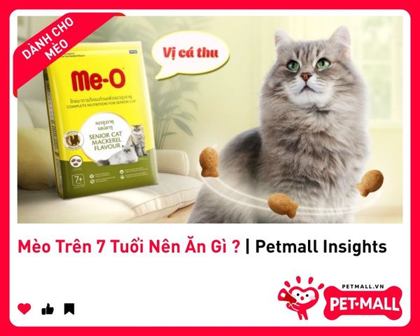 Mèo Trên 7 Tuổi Nên Ăn Gì ? | Petmall Insights 2