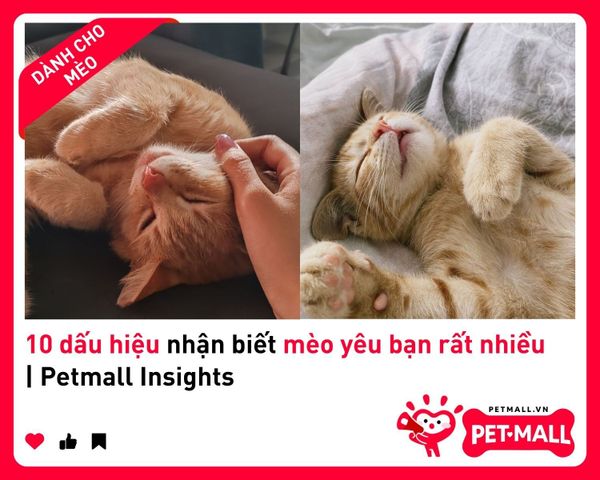10 dấu hiệu nhận biết mèo yêu bạn rất nhiều | Petmall Insights 2