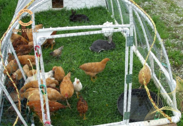 cách làm chuồng gà bằng ống nhựa PVC