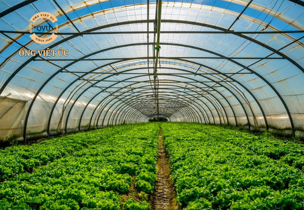 trồng cây trong nhà kính
