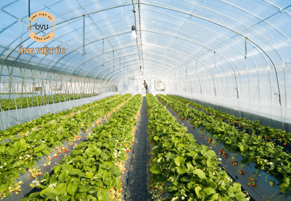 trồng cây trong nhà kính