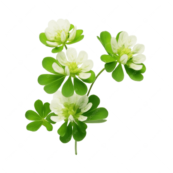 Biến Hóa Nguyên Liệu Dân Dã Thành Món Ăn Sang Trọng Tại Hạ Long