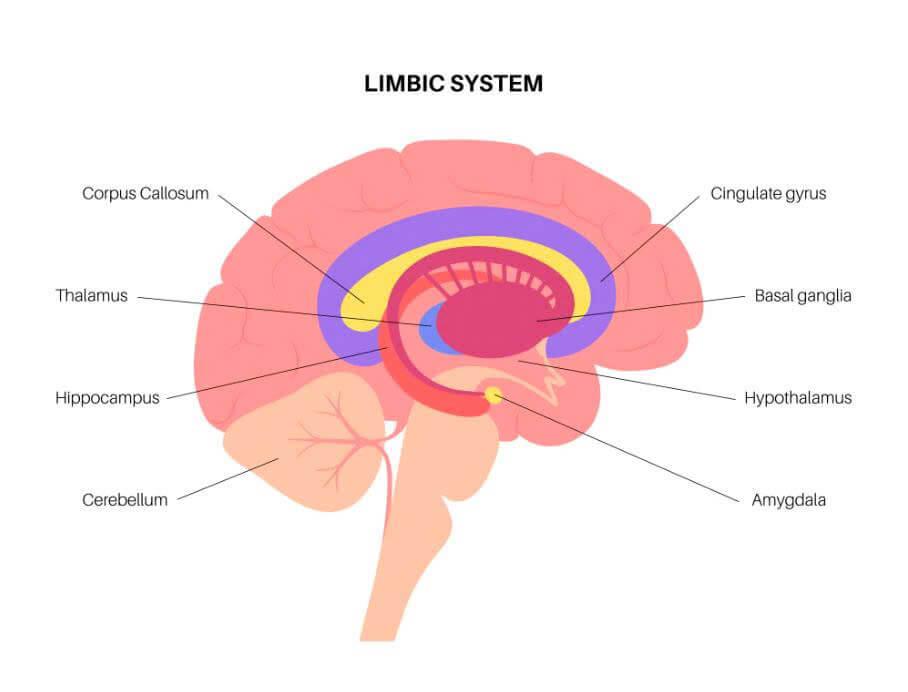 Cơ chế tác động của liệu pháp mùi hương dưới góc nhìn y học