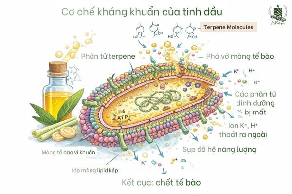 Cơ chế kháng khuẩn của tinh dầu thiên nhiên Le Rustique