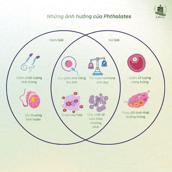 Những nguy hiểm tiềm ẩn do sử dụng các sản phẩm chứa Phthalates