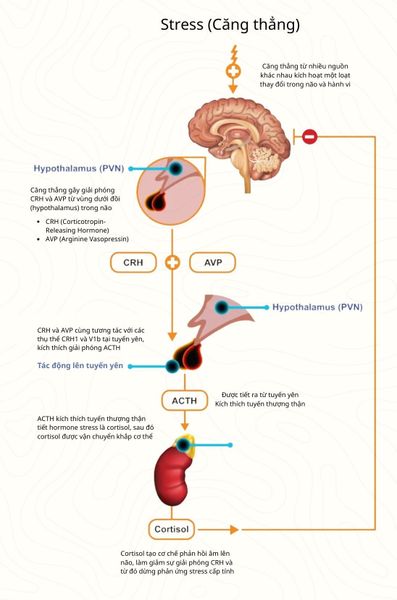 HORMONE HẠNH PHÚC”
