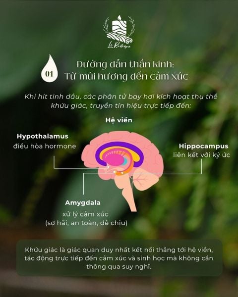 HORMONE HẠNH PHÚC”