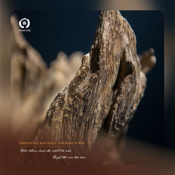 Trầm cảnh tự nhiên Việt Nam Phượng Hoàng Thăng Vân trầm tuệ tramtue