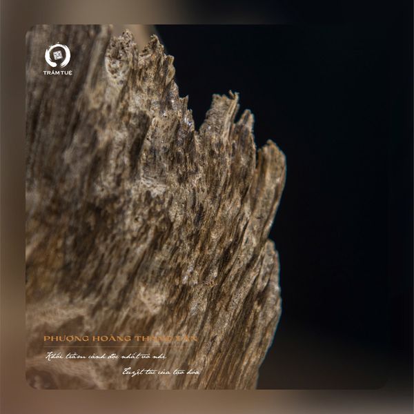 Trầm cảnh tự nhiên Việt Nam Phượng Hoàng Thăng Vân trầm tuệ tramtue