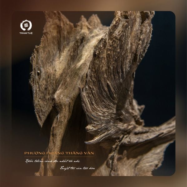 Trầm cảnh tự nhiên Việt Nam Phượng Hoàng Thăng Vân trầm tuệ tramtue