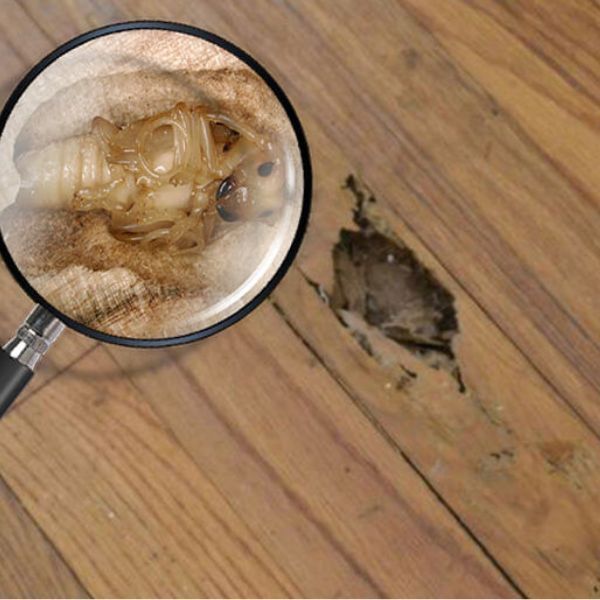 Hình ảnh bài viết