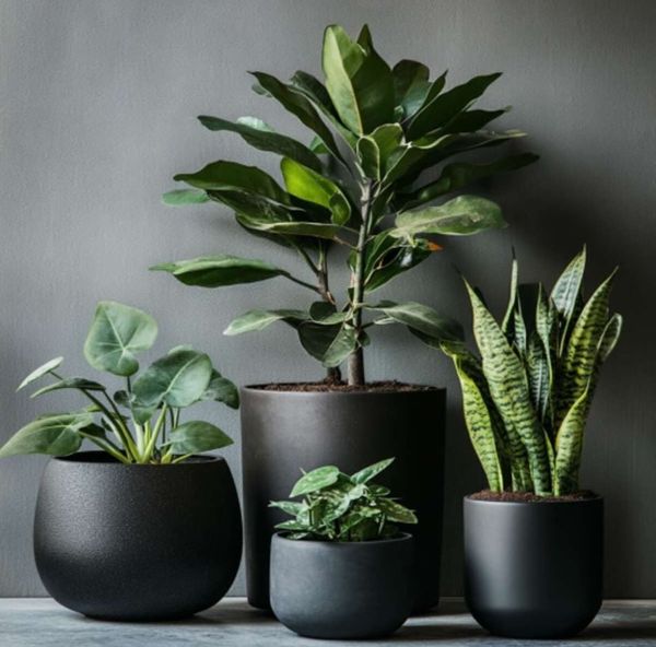 Size, Weight, and Height of the Plant Pot