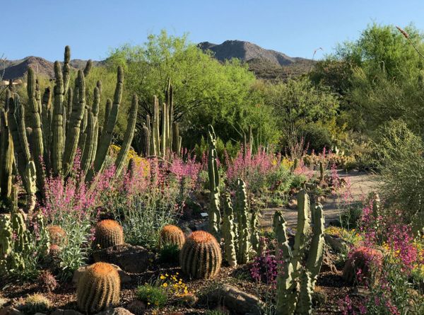Succulents grow from the deserts of Africa to the rocky mountains of South America