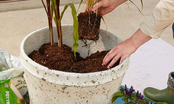Settle Your Plant Into Its New Planter Pots