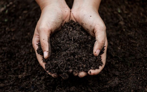 Add Fresh Potting Mix