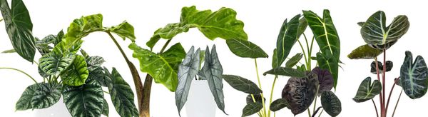 Alocasia leaves droopy and damaged