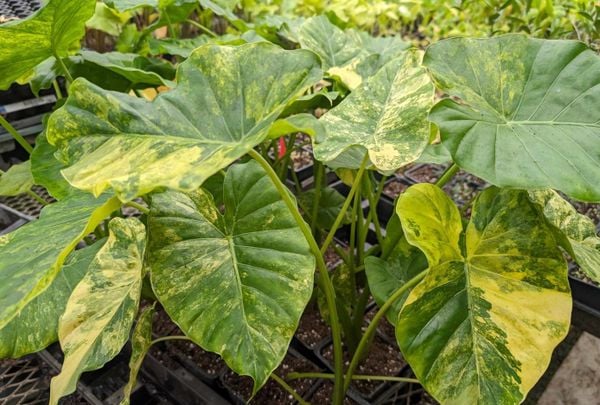 Alocasia leaves yellow