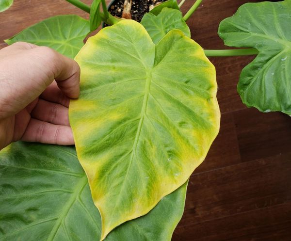 alocasia yellowing leaves