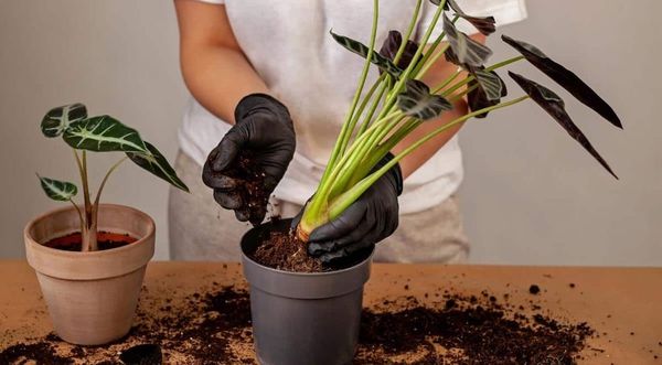 Do I Need to Repot My Alocasia