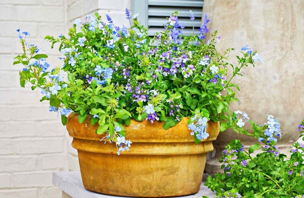 Common mistakes to avoid when choosing garden pots