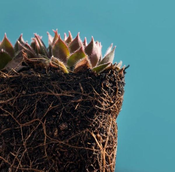 Fertilizing Succulents