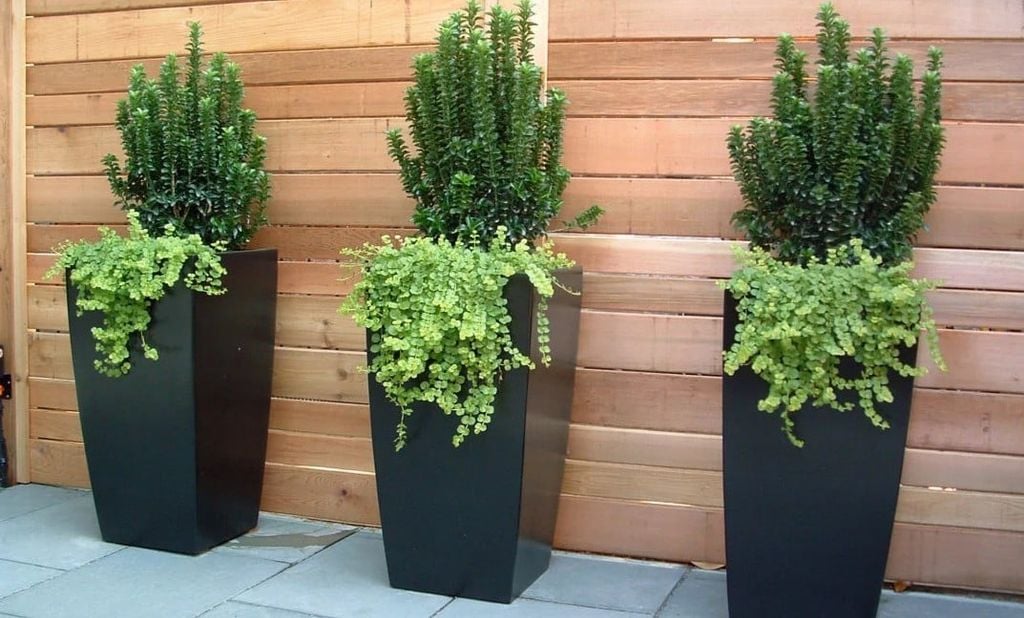 Order Premium Outdoor Fiberglass Planters from Aurora Pots Today