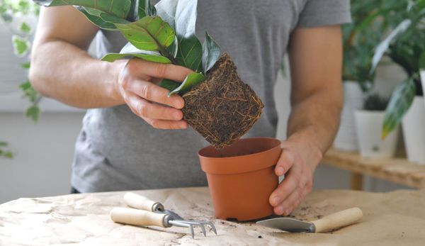Remove the plant from its current nursery pot