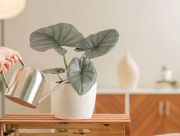 How often should I water Alocasia  ?