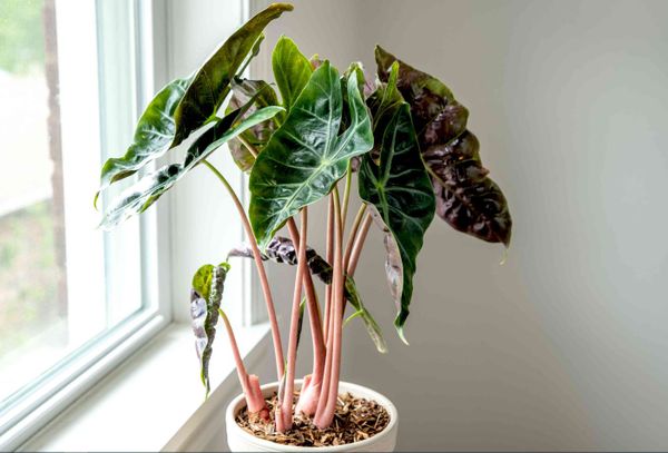 Alocasias do best in bright, indirect light