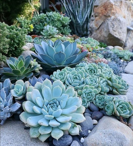 Ideal Temperature for Succulents
