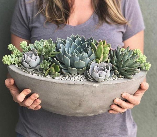 Light is the lifeline of succulents