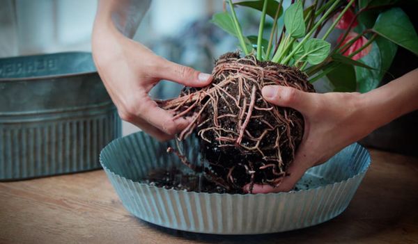 Lightly Loosen the roots