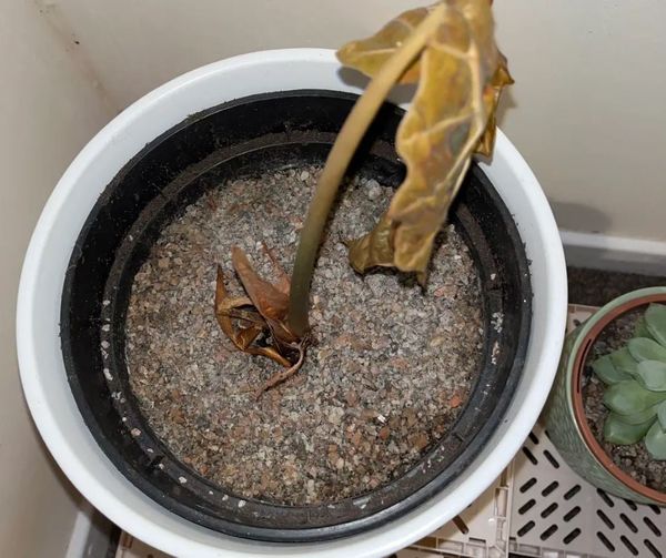Alocasia has dropped all of its leaves