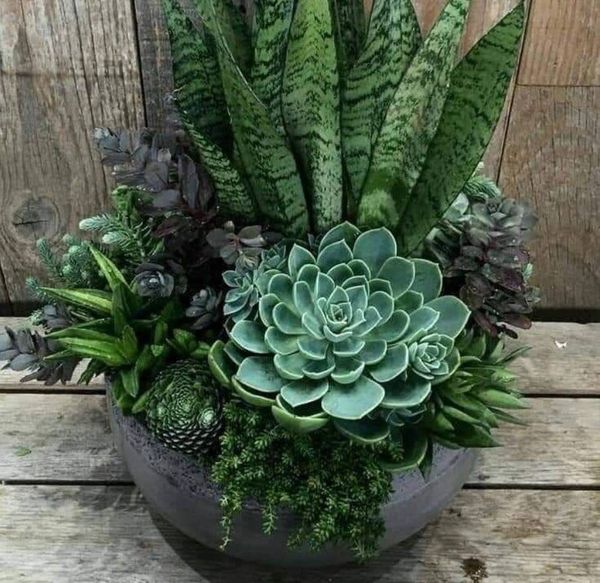 Planter Pot for Succulents