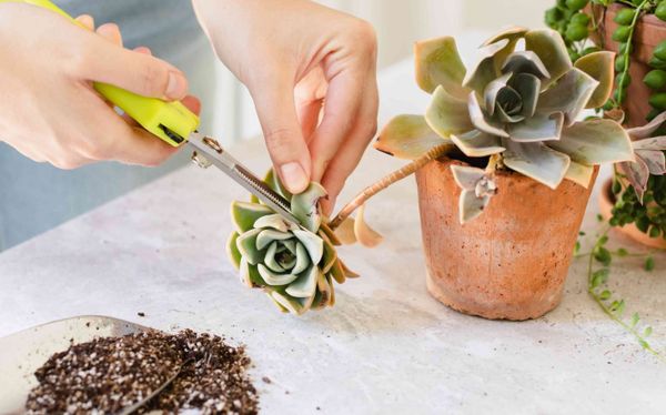 Reduced Leaf Surface Area