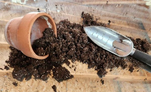 Remove most old potting mix