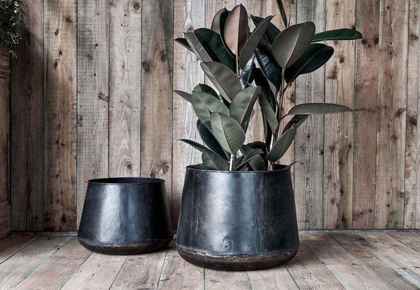 Repotting aftercare