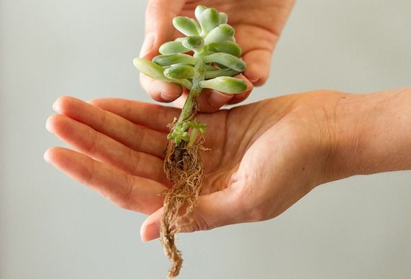 Succulents have shallow roots but a smart way of water uptake