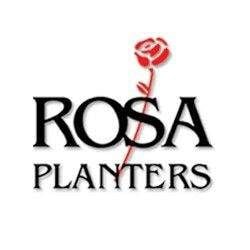 Rosa Planters