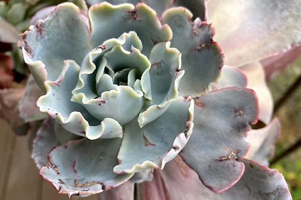 Bugs often attack succulents, causing damage to their leaves and roots