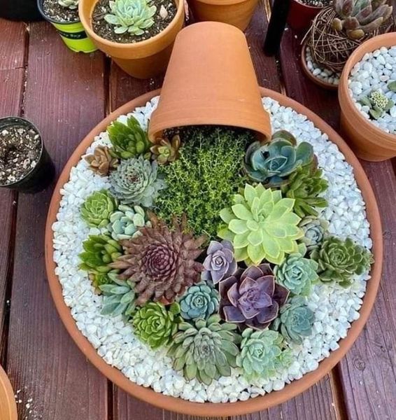 Succulents Complete Care Guide 1
