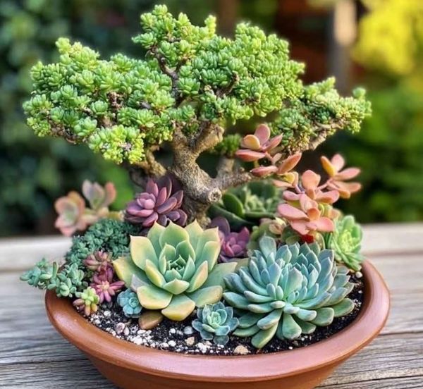 succulents planter pot