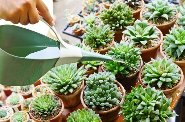succulents watering