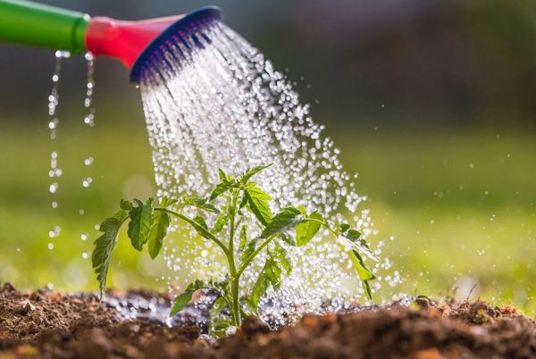 Water the plants