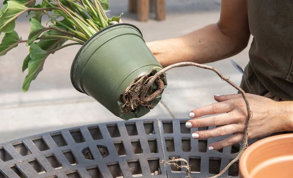 When is it time to repot plant
